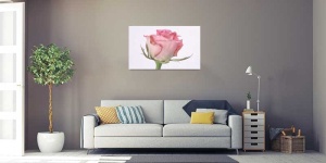 Tablou Canvas Trandafir - Img 1