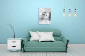 Tablou Canvas animale motanelul cu ochi albastri - Img 2