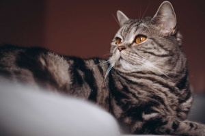 Tablou Canvas animale pisica tarcata - Img 2