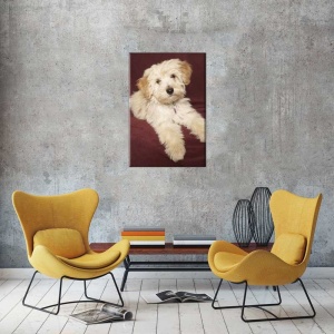 Tablou Canvas Caine Shih Tzu - Img 1
