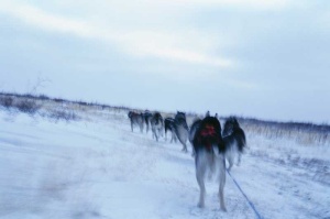 Tablou Canvas Caini Husky - Img 2