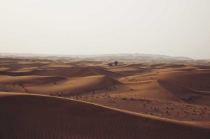 Tablou Canvas Copacii din Desert - Img 2