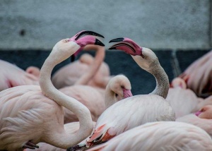 Tablou Canvas Flamingo - Img 2