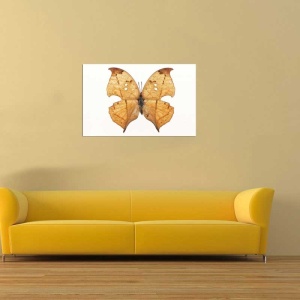 Tablou Canvas Fluturas - Img 1