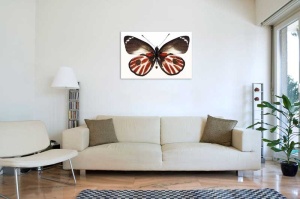 Tablou Canvas Fluturas - Img 1