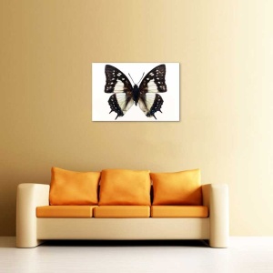 Tablou Canvas Fluturas - Img 1