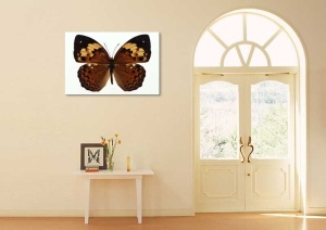 Tablou Canvas Fluturas - Img 1