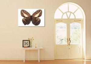 Tablou Canvas Fluturas - Img 1