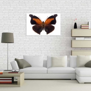 Tablou Canvas Fluturas - Img 1