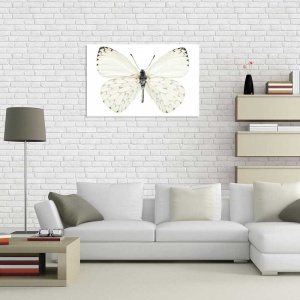 Tablou Canvas Fluturas - Img 1