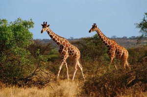 Tablou Canvas Girafe - Img 2