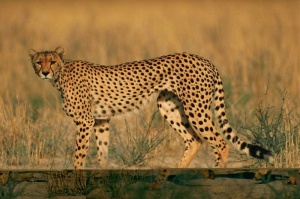 Tablou Canvas Leopard - Img 2