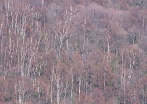 Tablou Canvas Padure - Img 2