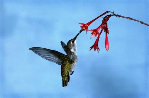 Tablou Canvas Pasarea Colibri - Img 2