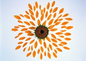 Tablou Canvas Petale de Floare - Img 2