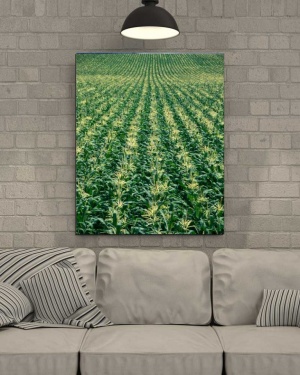 Tablou Canvas Porumb - Img 1