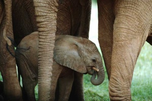 Tablou Canvas Pui de Elefant - Img 2
