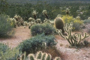 Tablou Cactus - Img 2