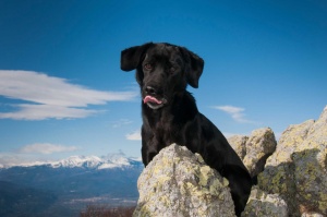 Tablou Canvas animale caine in munti - Img 3