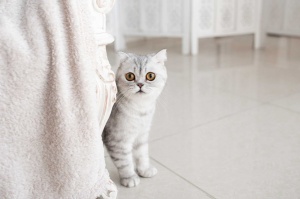 Tablou Canvas animale pisica care se ascunde - Img 2