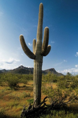 Tablou Canvas Cactus - Img 2