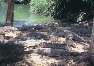 Tablou Canvas Crocodili - Img 2