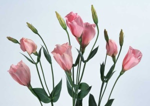Tablou Canvas Floare - Img 2