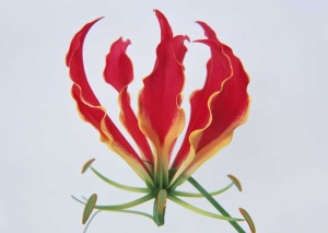 Tablou Canvas Floare - Img 2