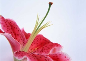 Tablou Canvas Floare - Img 2