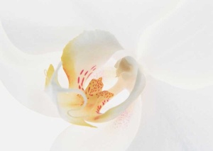 Tablou Canvas Floare - Img 2