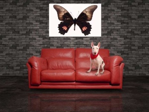 Tablou Canvas Fluturas - Img 1