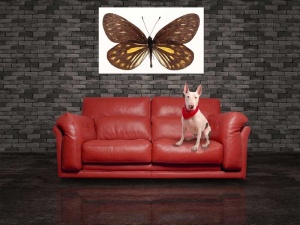 Tablou Canvas Fluturas - Img 1