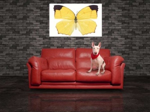 Tablou Canvas Fluturas - Img 1