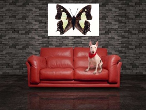 Tablou Canvas Fluturas - Img 1