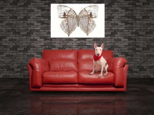 Tablou Canvas Fluturas - Img 1