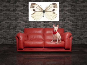 Tablou Canvas Fluturas - Img 1