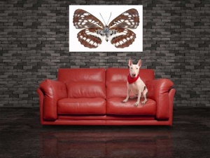 Tablou Canvas Fluturas - Img 1