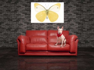 Tablou Canvas Fluturas - Img 1