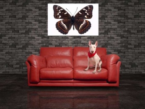 Tablou Canvas Fluturas - Img 1