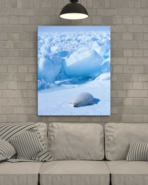 Tablou Canvas Foca Polara - Img 1