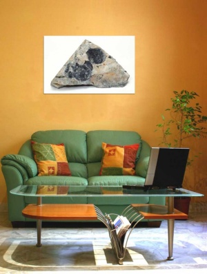 Tablou Canvas Fosila - Img 1