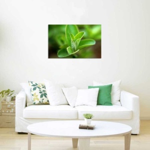 Tablou Canvas Frunza - Img 1