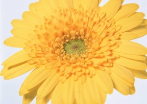 Tablou Canvas gerbera - Img 2
