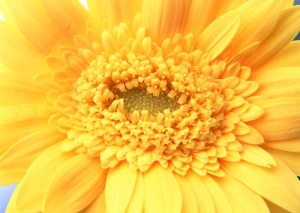 Tablou Canvas gerbera - Img 2