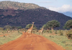 Tablou Canvas Girafe - Img 2