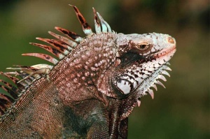 Tablou Canvas Iguana - Img 2