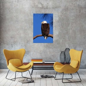 Tablou Canvas Vultur - Img 1