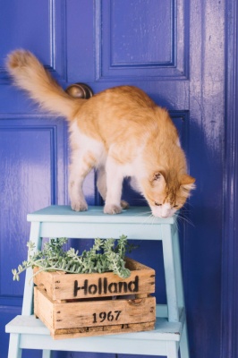 Tablou Canvas animale Holland 1967 - Img 2