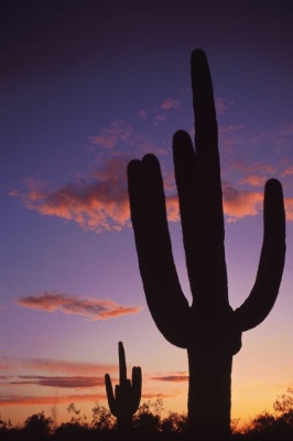 Tablou Canvas Cactus - Img 2