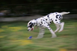 Tablou Canvas Dalmatian - Img 2